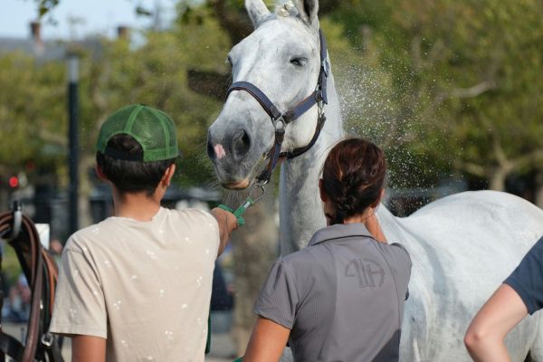 Horse Care